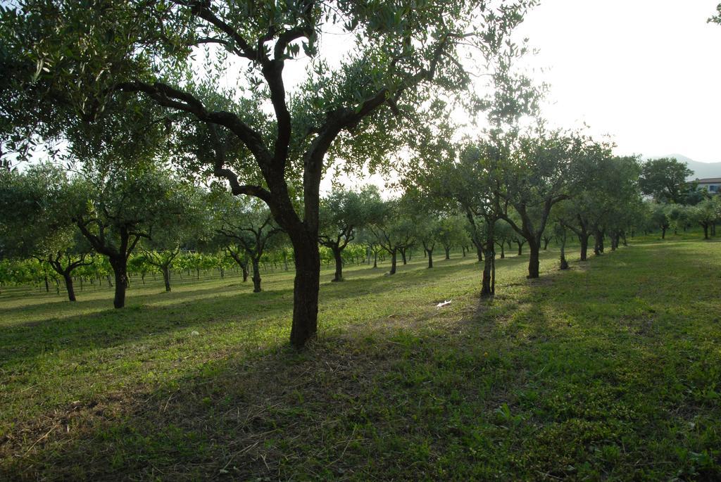 Tenuta Torellone San Potito Sannitico Exteriör bild